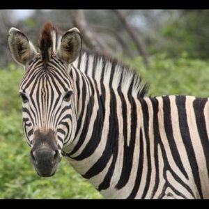 Meet your Posher, Janet